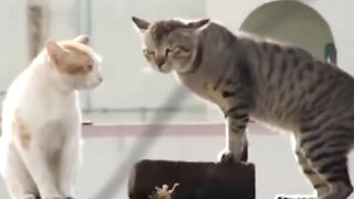 funny cat ???????????????? 2
