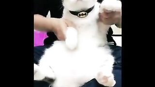 Funny cat video 4