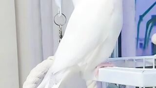 Passaro Fiu Fiu