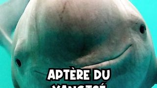Les cinq plus beaux animaux