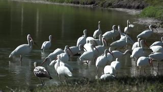 Ibis bird video.
