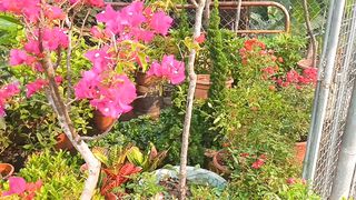 Berkebun kecil di pinggir jalan