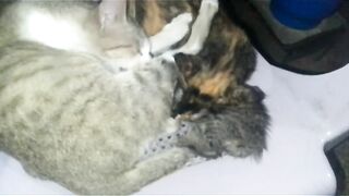 Whitey. Love  For. Chinto