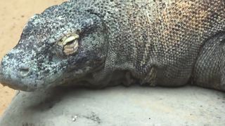 Wild lizard.