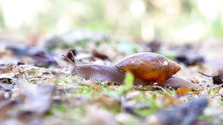Snail insect.