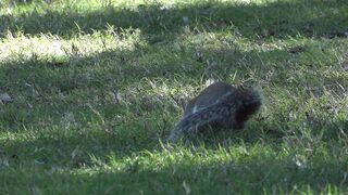 Squirrel (gulhari) video.