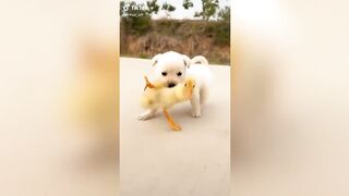 Les TIKTOK des animaux les plus DRÔLES et MIGNONS du mois de FÉVRIER 2023