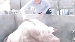 amazing animals funny viral video