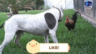 Pit Bull Sharky the Bodyguard Dog VS Mr. Rooster ATTACKS. Video 2023