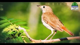 Chirya Boli Choo Choo ALLAH HO ALLAH_HO Urdu_Poems_for_Kids