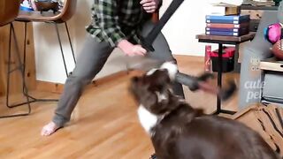 fighter dogs most popular video