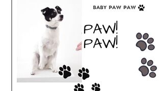 Grumpy Dogs knox doberman tiktok Compilation