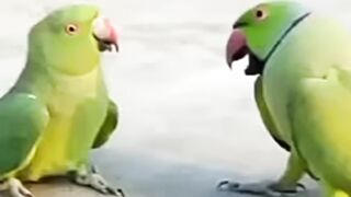 Miyan mitthu Parrot talking in sweet voic talking