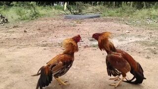 COCK BEATS FALCON, WHO ATTEMPTED TO ATTACK HIM.  Video 2023