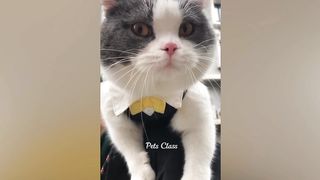 Cats video's