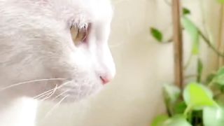 Cute cat video#viral #cat#video