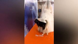 Dog funny act
