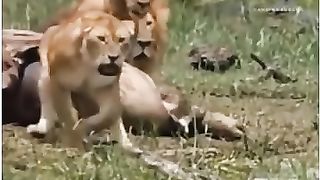 lion attitude status