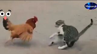 Cat and chicken are incredible fighters!  Video 2023