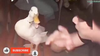 if you laugh you eat raw egg | try not to laugh impossible 2