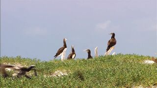 wildlife,  yang very very good