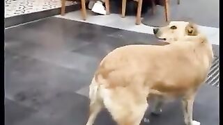 Funny moments animals tik tok
