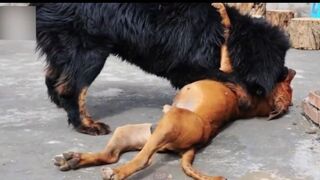 This PIT BULL hooked up with the WRONG mastiff and look how it ended up.. Video 2023