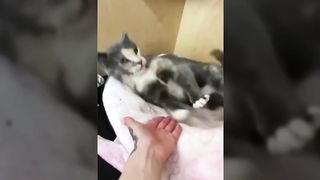 Funniest cat videos