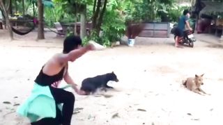 Pranks on dogs with fake lions and fake tigers - #Pranks #on #dogs #with #fake #lions #and #fake #tigers