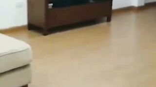funny animal 6