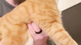 funny animal 7