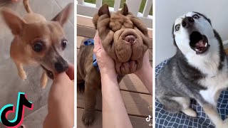 Ultimate Funniest Dogs and Cutest Puppies of TIKTOK Compilation 2