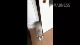 Cat Doing Funny Things TikTok Compilation 2023