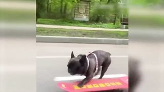FUNNY ANIMALS VIDEOS ????
