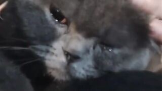 cat funny 2