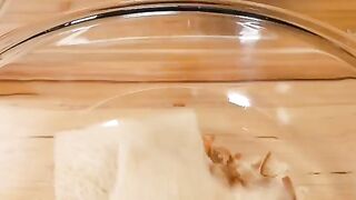 Meat hamburger -- We hit 44 million followers on TikTok