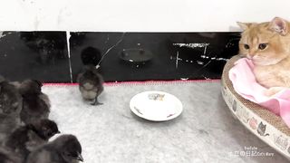 Animal mignon et drôle