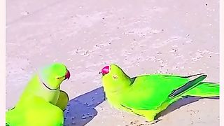 Funny parrot ???? with funny cat ????