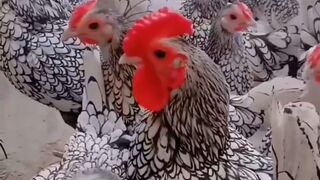 Beautiful hen beautiful cock