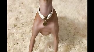 Funny dog ???? ????dancing dog ???? ????