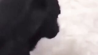 FUNNY DOG