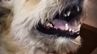 FUNNY DOG 2
