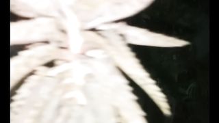 Danceing plant