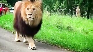 lion attitude status 2