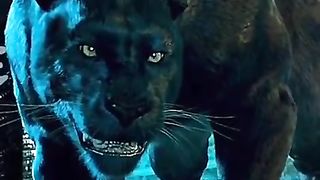 lion attitude status 3