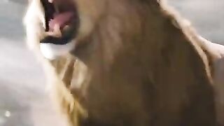 lion attitude status 4