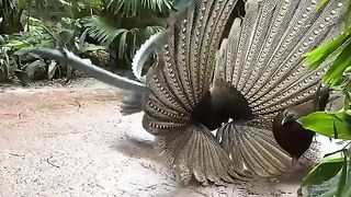 You have to try it harder, mate, your girl is not interested