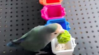 This is not your ordinary bird!