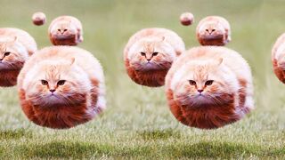 The Funniest Cat Videos on the Internet 2