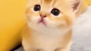 Baby Cats - Cute and Funny Cat Videos Compilation 2